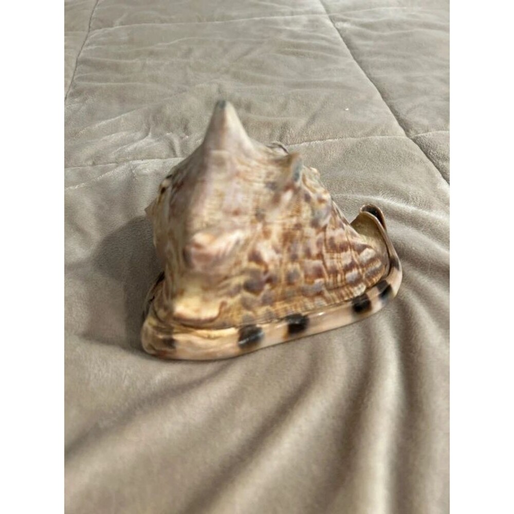 Horned Helmet Sea Shell Conch - Picture 4 of 9